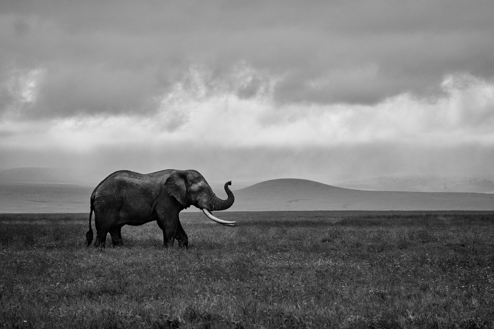Elephant from Luís Godinho