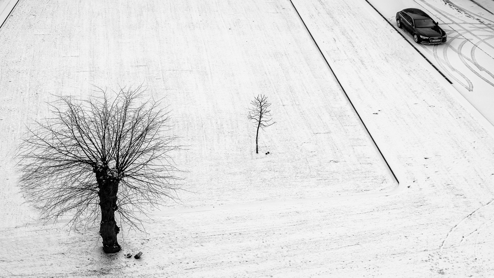 two trees for one car from Lus Joosten