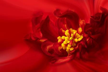 Yellow Stamen