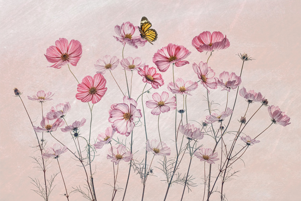 Cosmos and Butterfly from Lydia Jacobs
