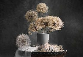 Dandelion Seed Pod