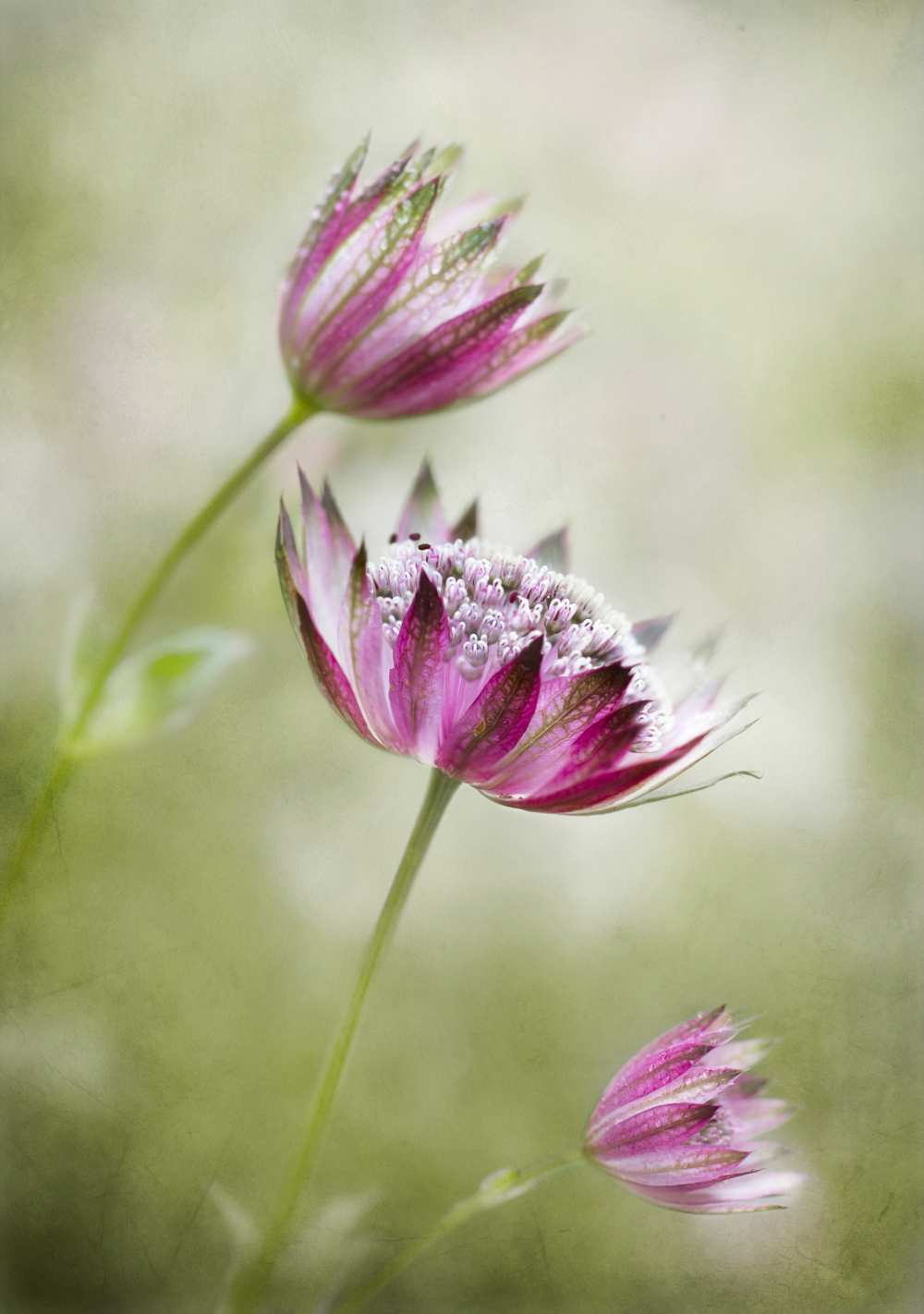 Astrantia from Mandy Disher