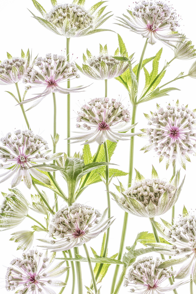 .Astrantia. from Mandy Disher