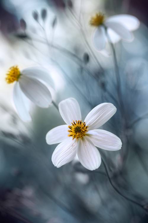 Cosmos from Mandy Disher