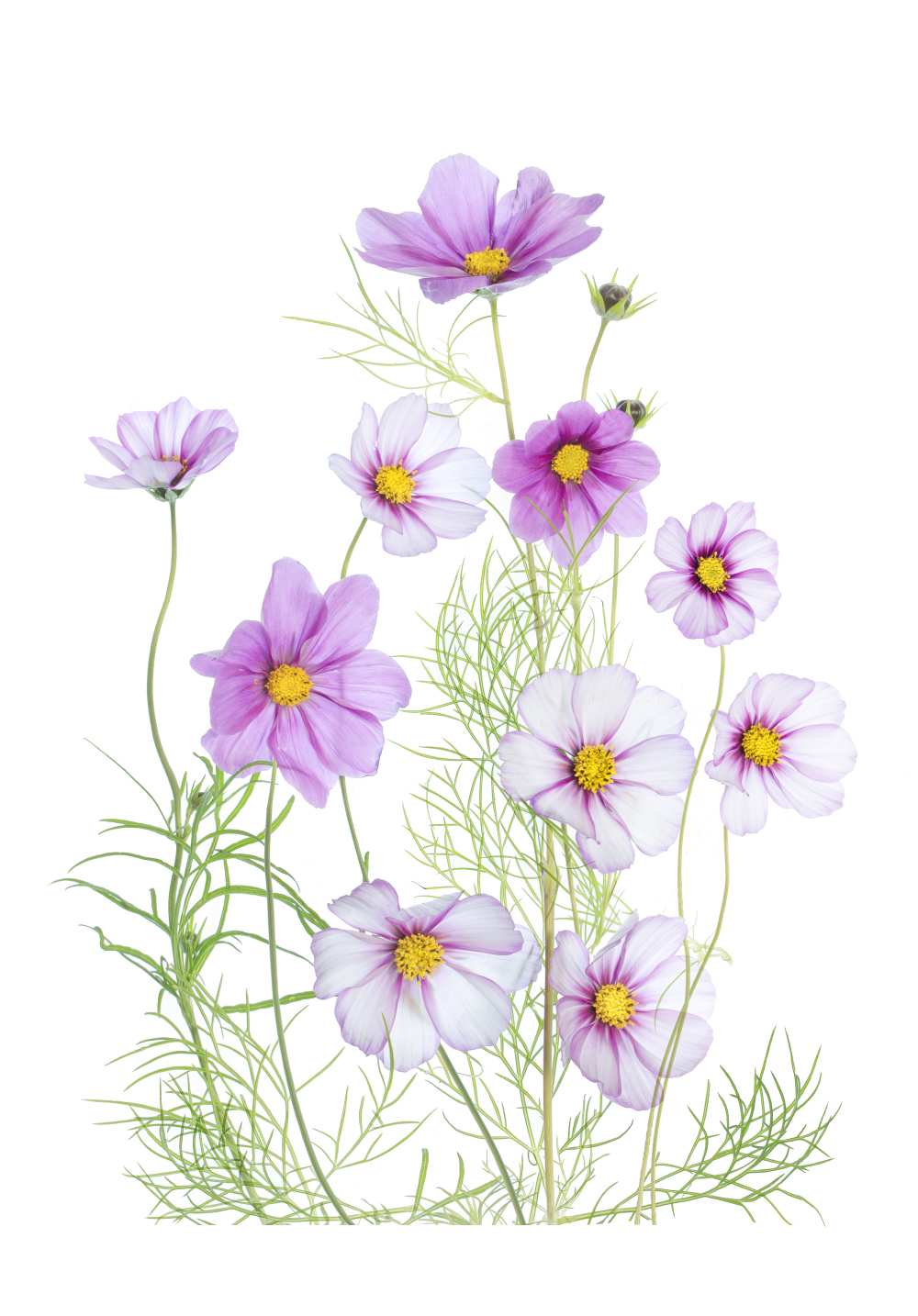 Cosmos Comfort from Mandy Disher