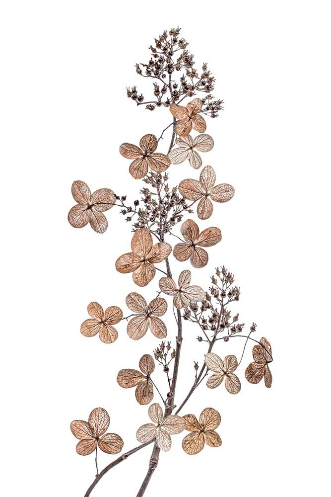 Hydrangea Paniculata from Mandy Disher