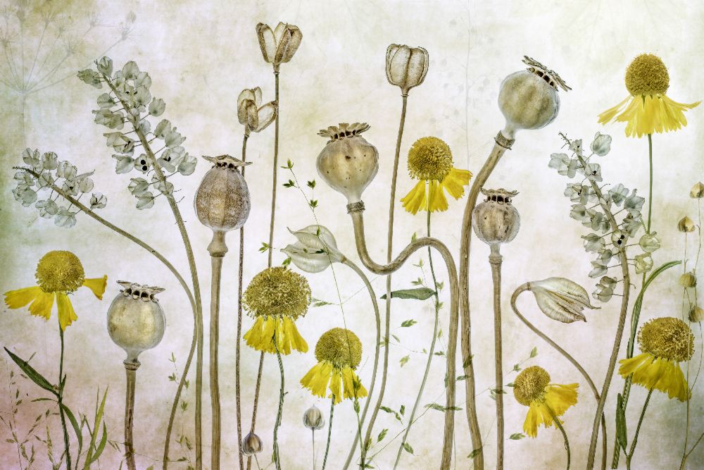 Poppies and Helenium from Mandy Disher