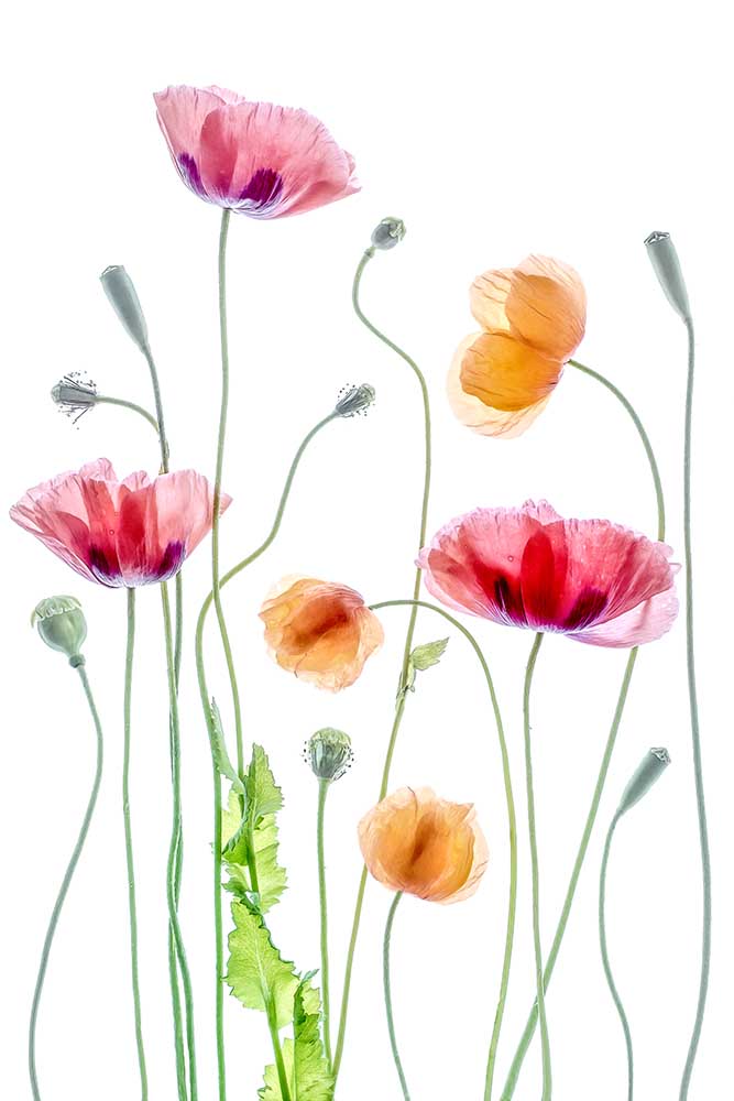 Poppies from Mandy Disher