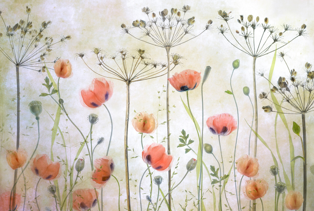 Poppy Meadow from Mandy Disher