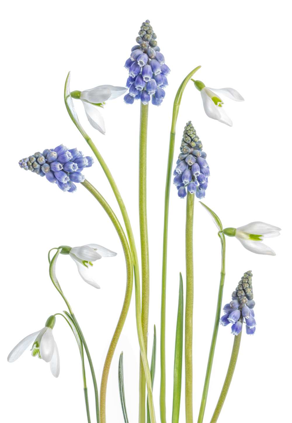 Muscari and Galanthus from Mandy Disher