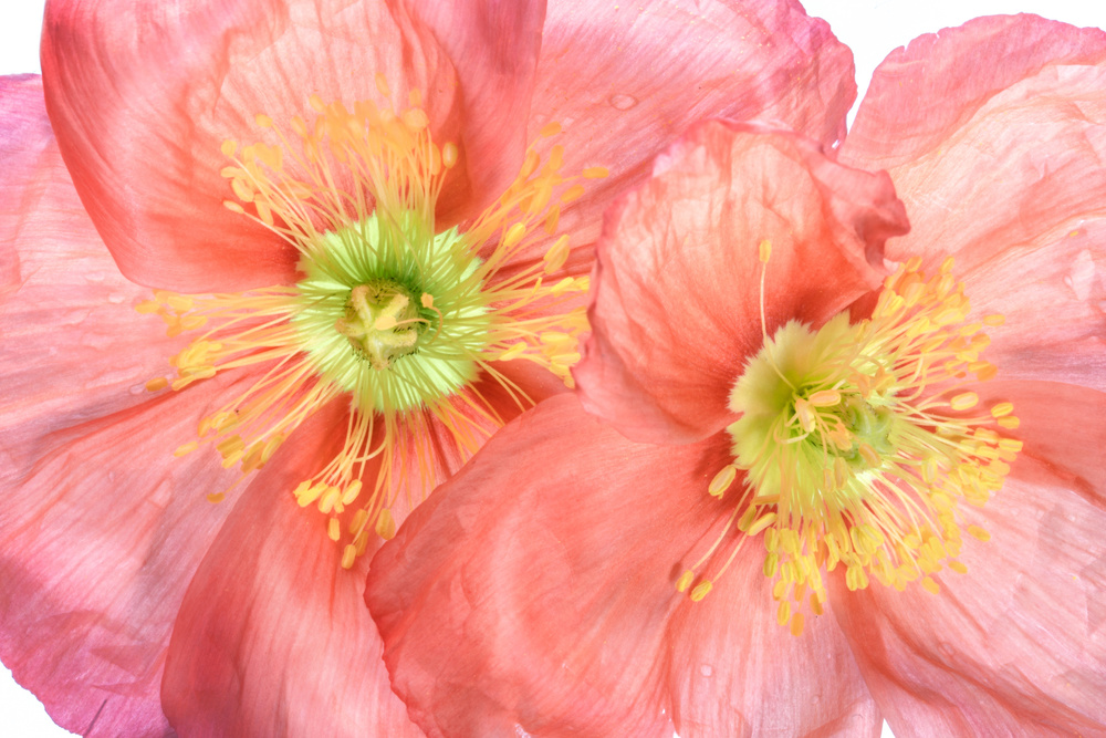 Papaver from Mandy Disher