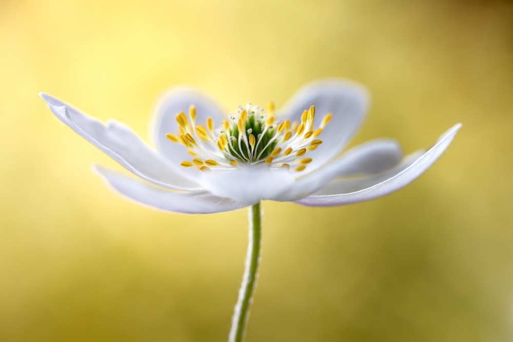 Wood Anemone from Mandy Disher