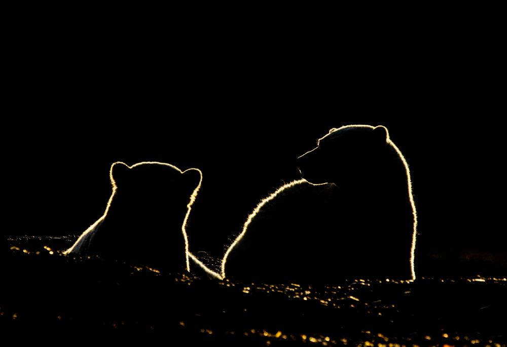 Polar bear cubs from Manish Nagpal