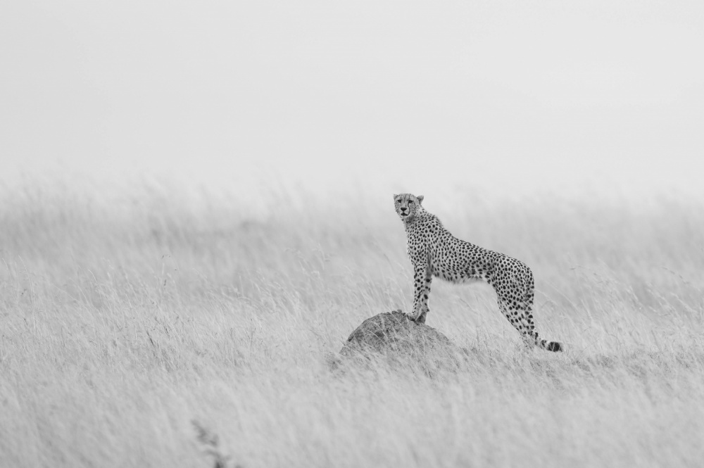 Cheetah Manning its territory from Manish Nagpal