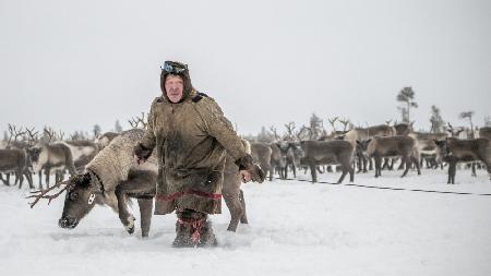 Jigorij leads the captured reindeer