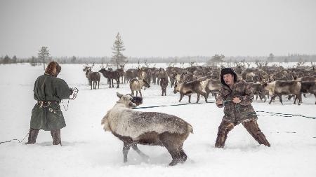 Kolya catches reindeer