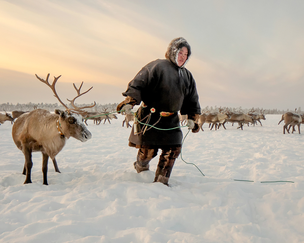 Nenet and reindeer from Marcel Rebro
