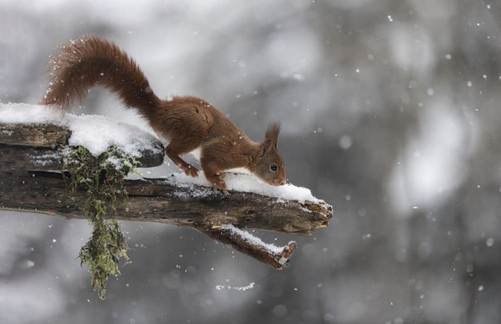 The Red squirrel from Marco Barisone