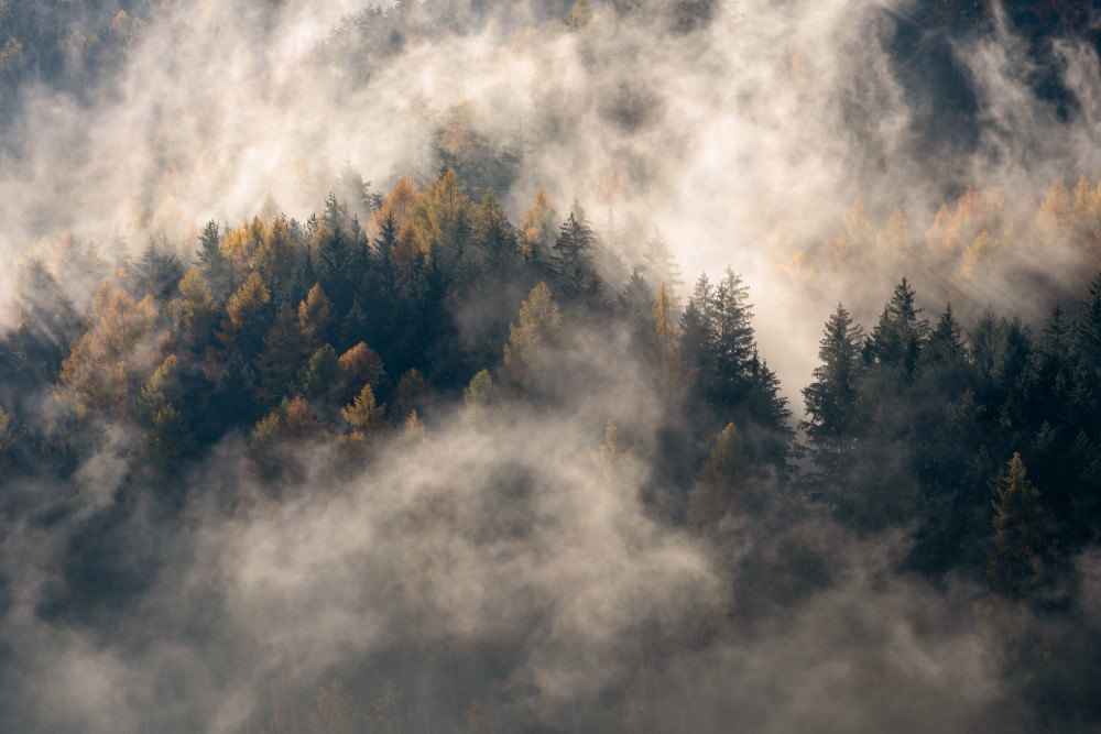 Fog in the trees from Marco Galimberti