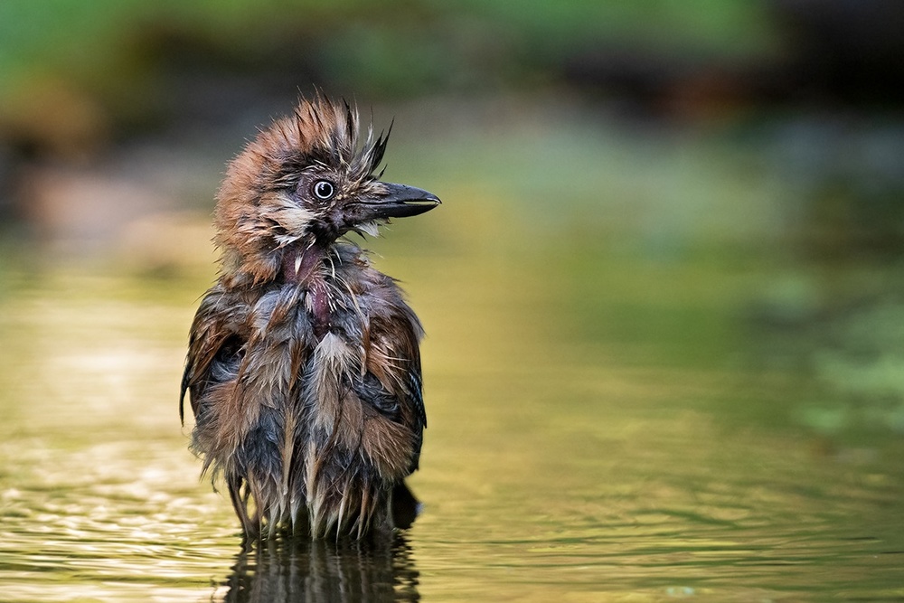 The Punk in the pond from Marco Pozzi