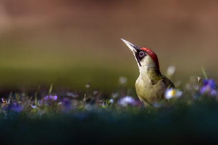 The lady woodpecker in the sun
