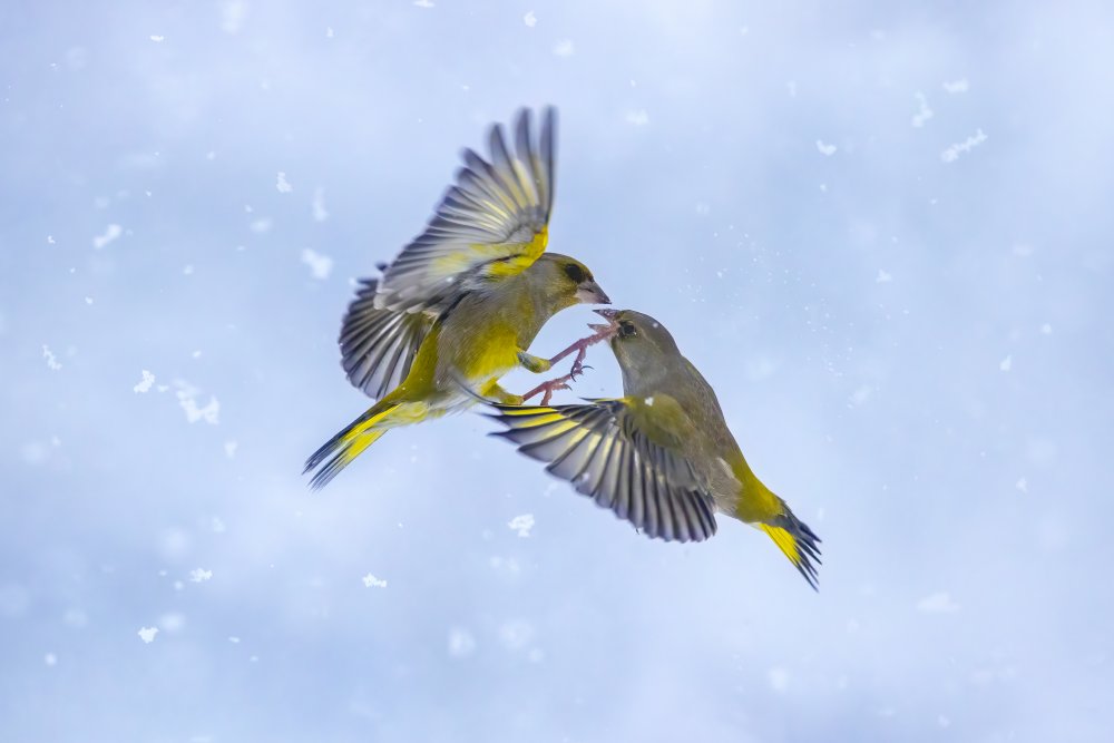 Battle in the snow from Marco Redaelli