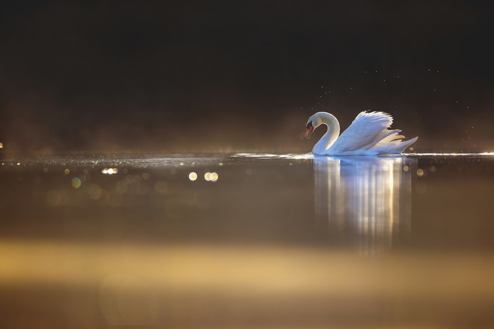 Swan at dawn from Marco Redaelli