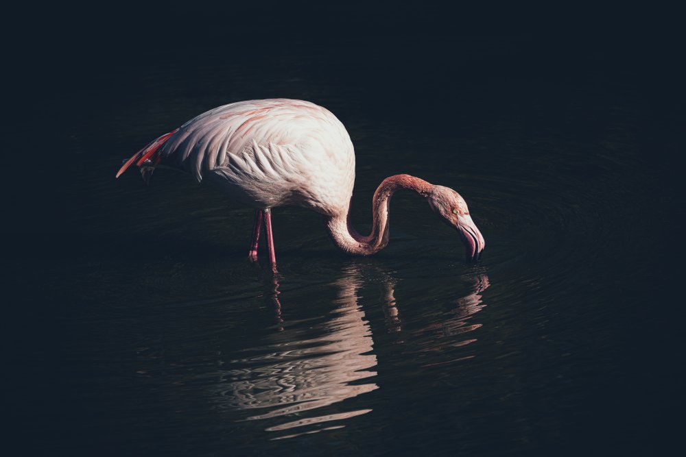 Enlighted flamingo from Marco Tagliarino