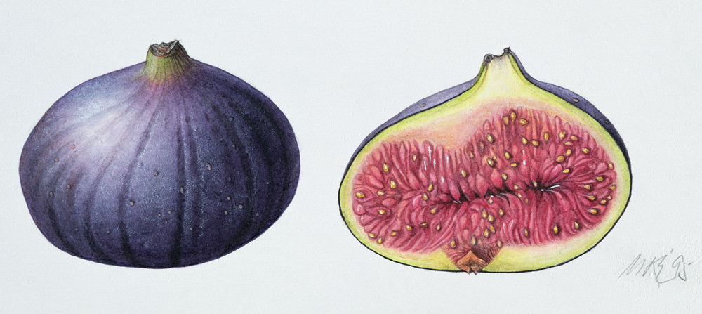 Figs, 1995 (w/c on paper)  from Margaret Ann  Eden
