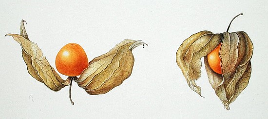 Cape Gooseberries (Physalis peruviana) 1996 (w/c on paper)  from Margaret Ann  Eden