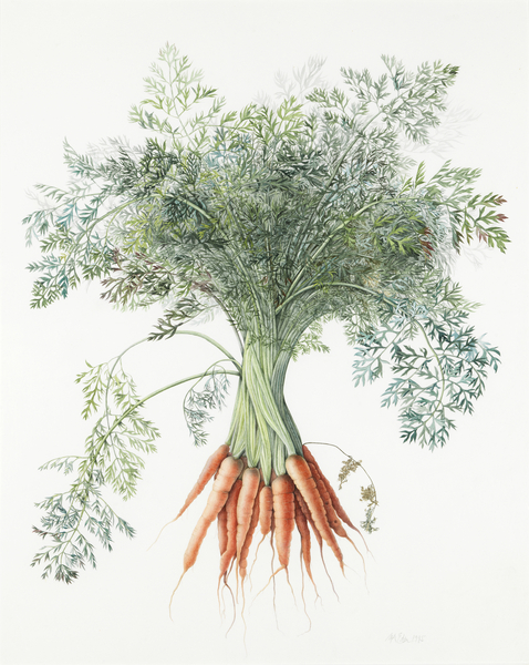 Carrots from Margaret Ann  Eden