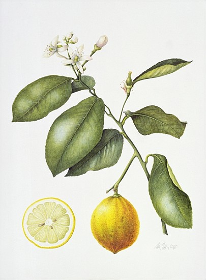 Citrus Bergamot, 1995 (w/c on paper)  from Margaret Ann  Eden