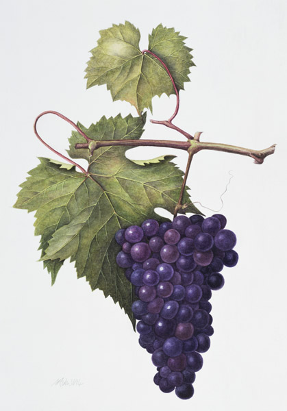 Grapes, 1994 (w/c on paper)  from Margaret Ann  Eden