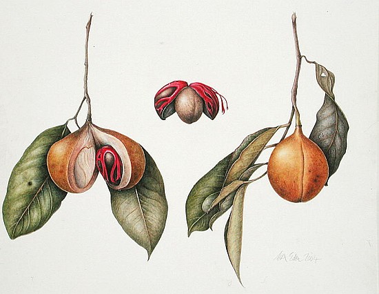 Nutmeg (Myristica fragrans) 2004 (w/c on paper)  from Margaret Ann  Eden