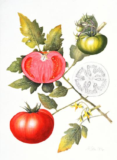 Tomatoes