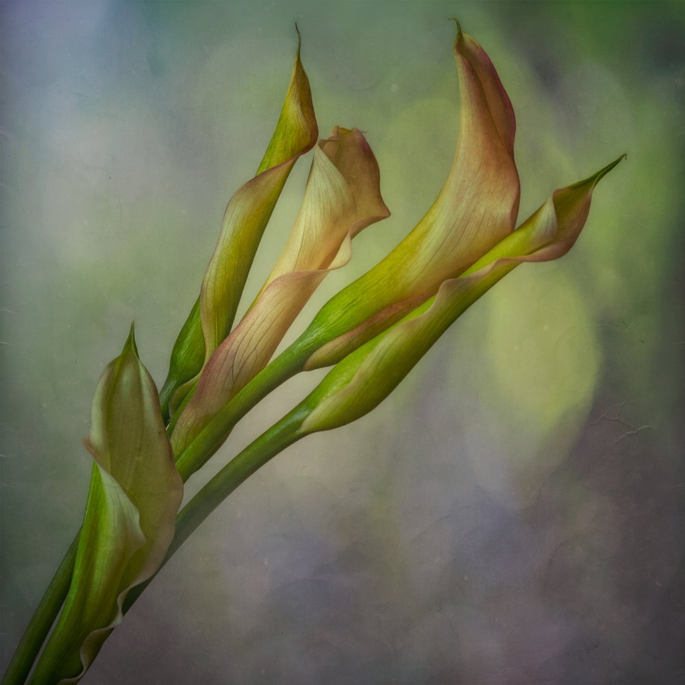 Calla Lily from marie-anne stas