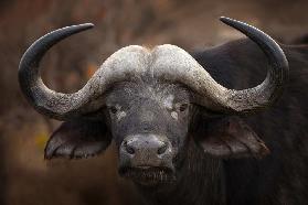 A Buffalo Portrait