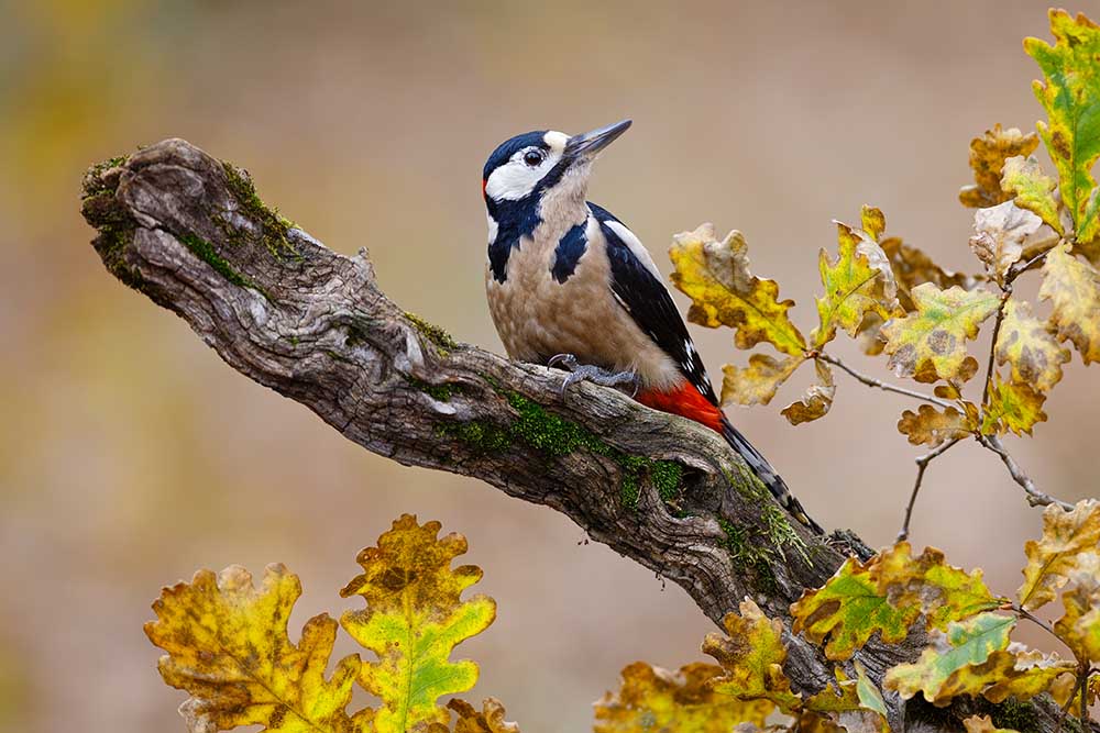 Autumn woodpecker from Mario Suárez