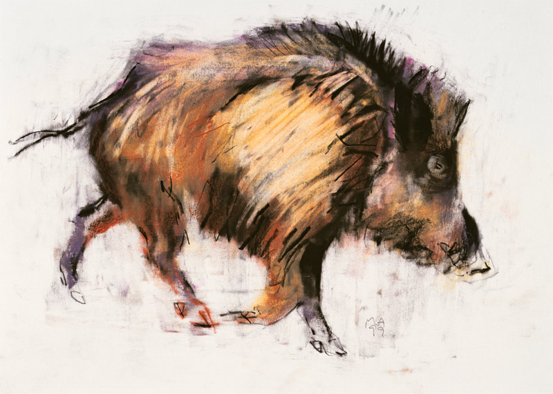 Wild Boar Trotting from Mark  Adlington