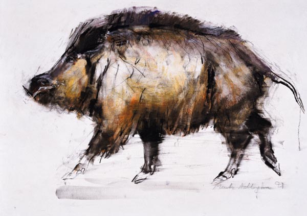 Wild Boar from Mark  Adlington