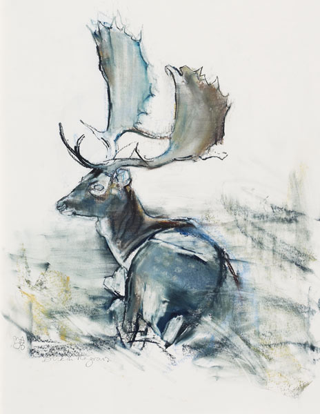 Buck in the Grass from Mark  Adlington