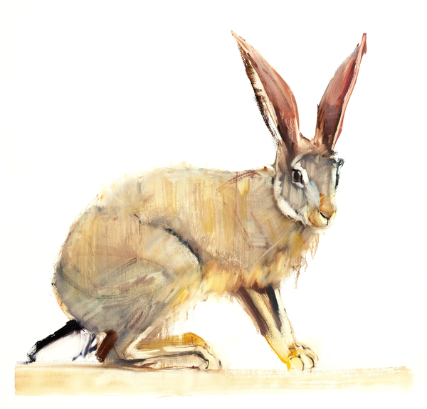Cape Hare from Mark  Adlington
