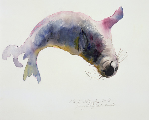 Young grey seal, Gweek from Mark  Adlington