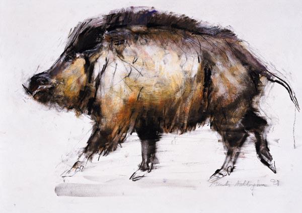 Wild Boar