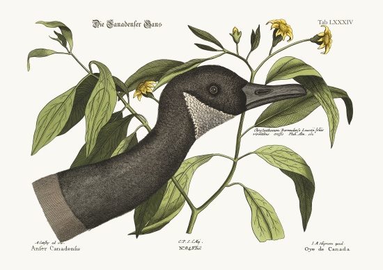 The Canada Goose from Mark Catesby