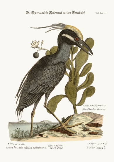 The crested Bittern from Mark Catesby
