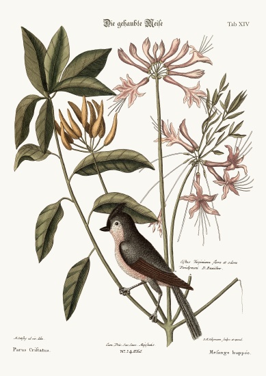 The crested Titmouse from Mark Catesby