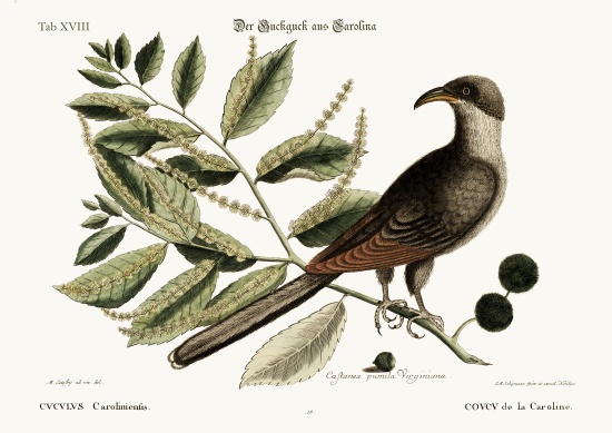 The Cuckow of Carolina from Mark Catesby