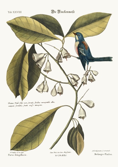 The Finch-Creeper from Mark Catesby