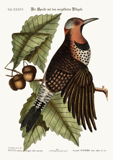The gold-winged Woodpecker from Mark Catesby